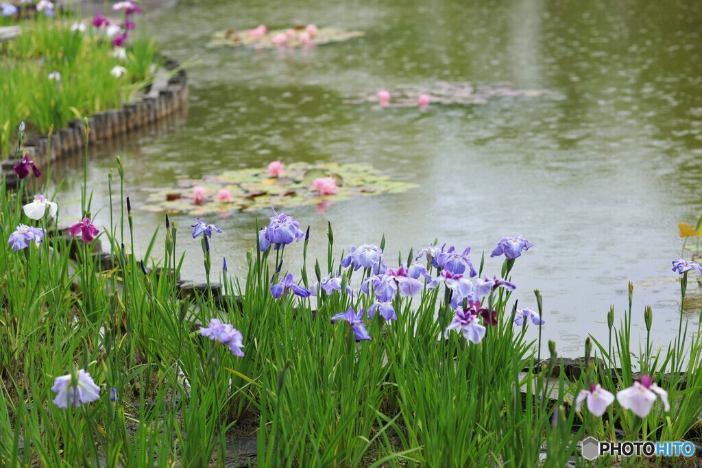 梅雨の風景