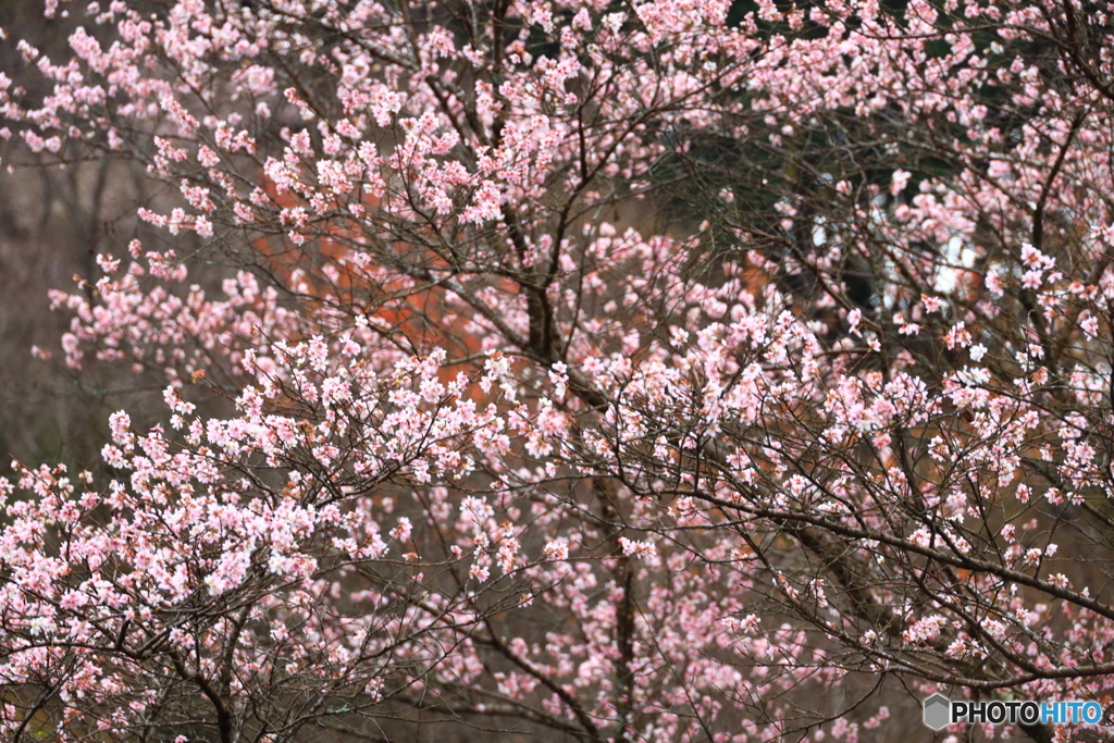 四季桜