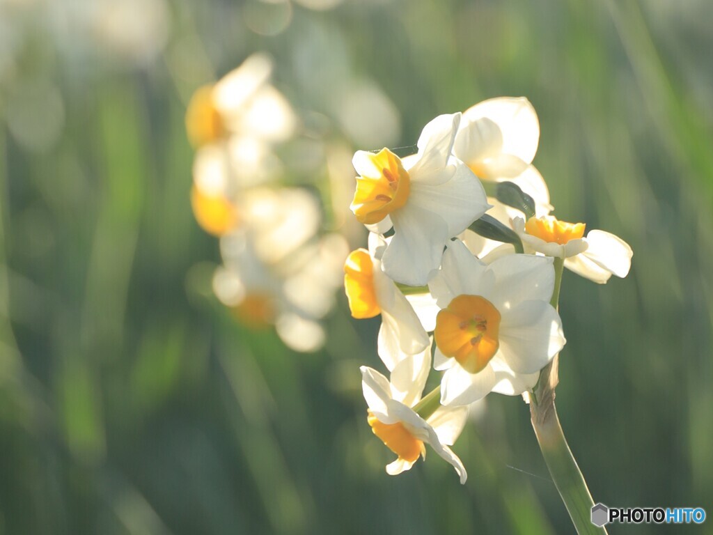早春の喜び