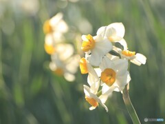 早春の喜び