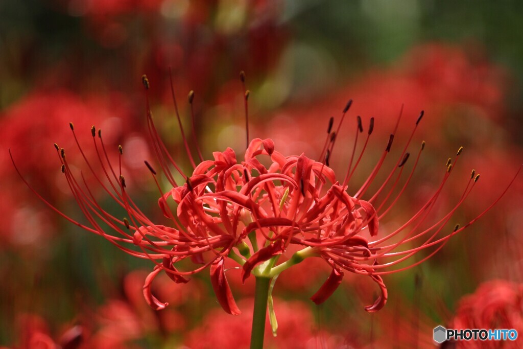 曼珠沙華