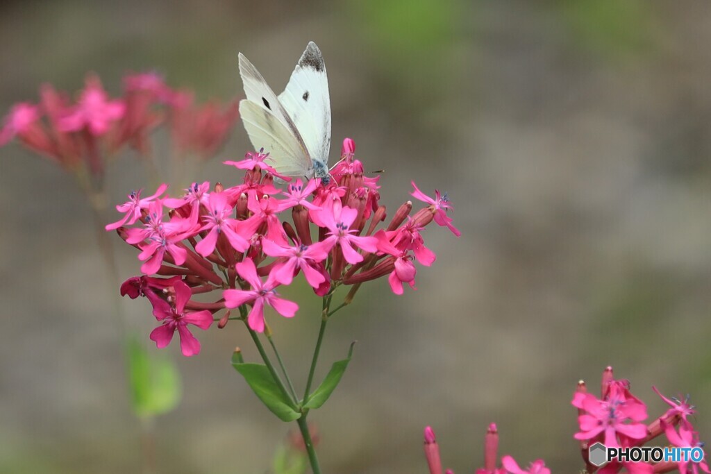 花と戯れる２