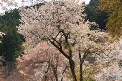 桜吹雪