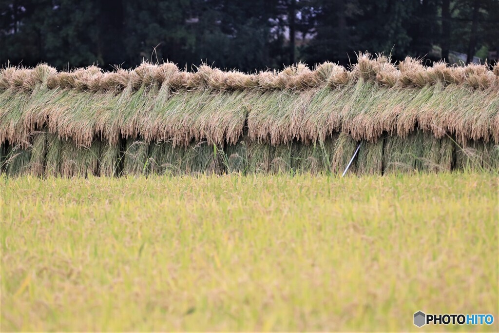  稲の掛干し