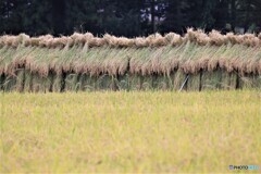  稲の掛干し