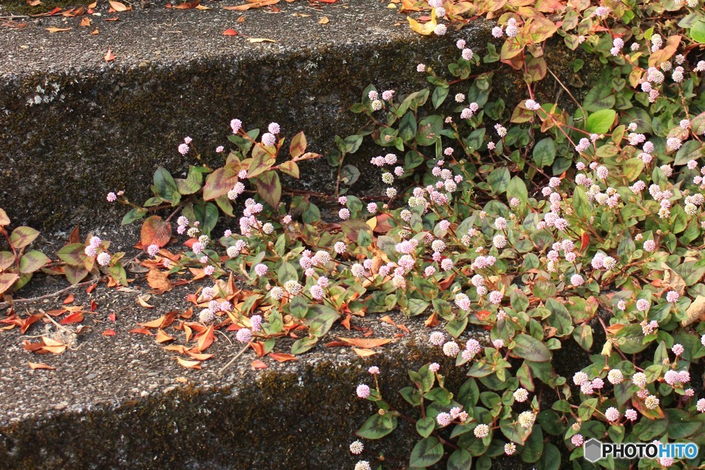 花野道