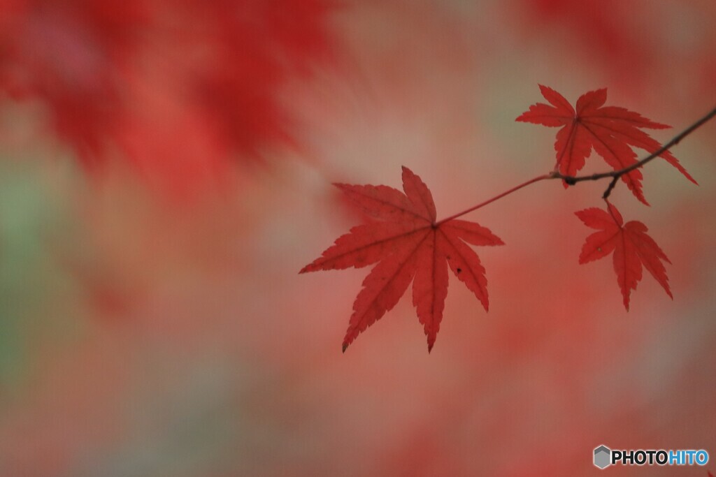 紅葉三葉