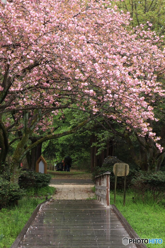 花のトンネル