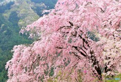 花うららかに