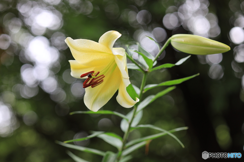 陽気な花