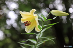 陽気な花