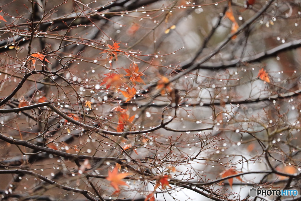 木の葉に雨