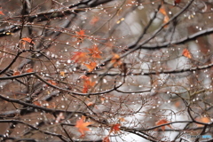 木の葉に雨