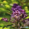 小紫のグラデーション