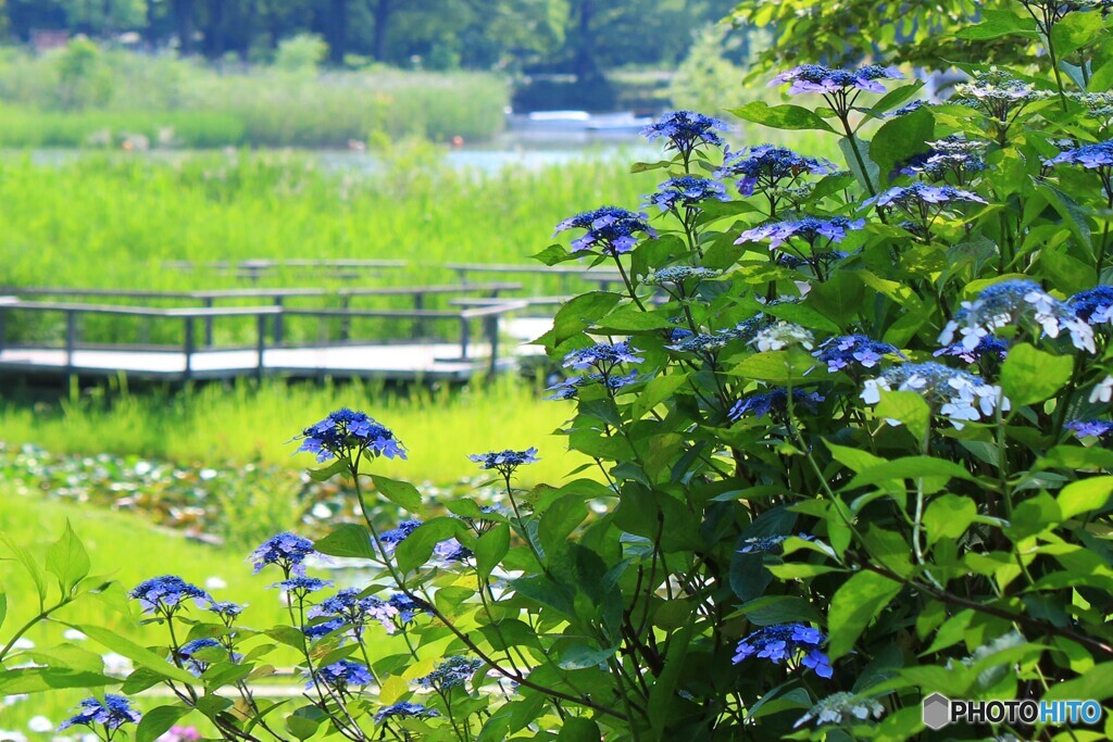 紫陽花の咲く風景