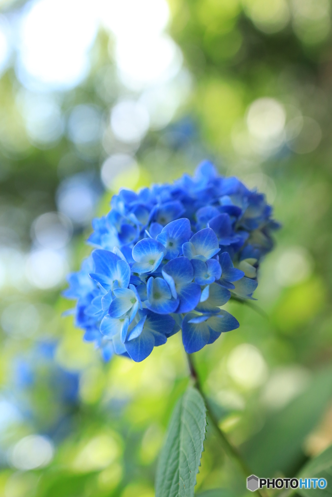 あおい
