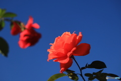 赤い薔薇と青い空