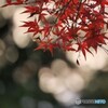 玉ボケを背景に
