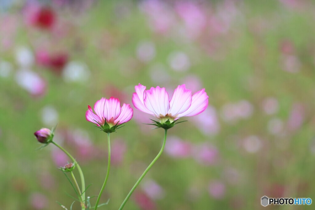 秋の桜のように