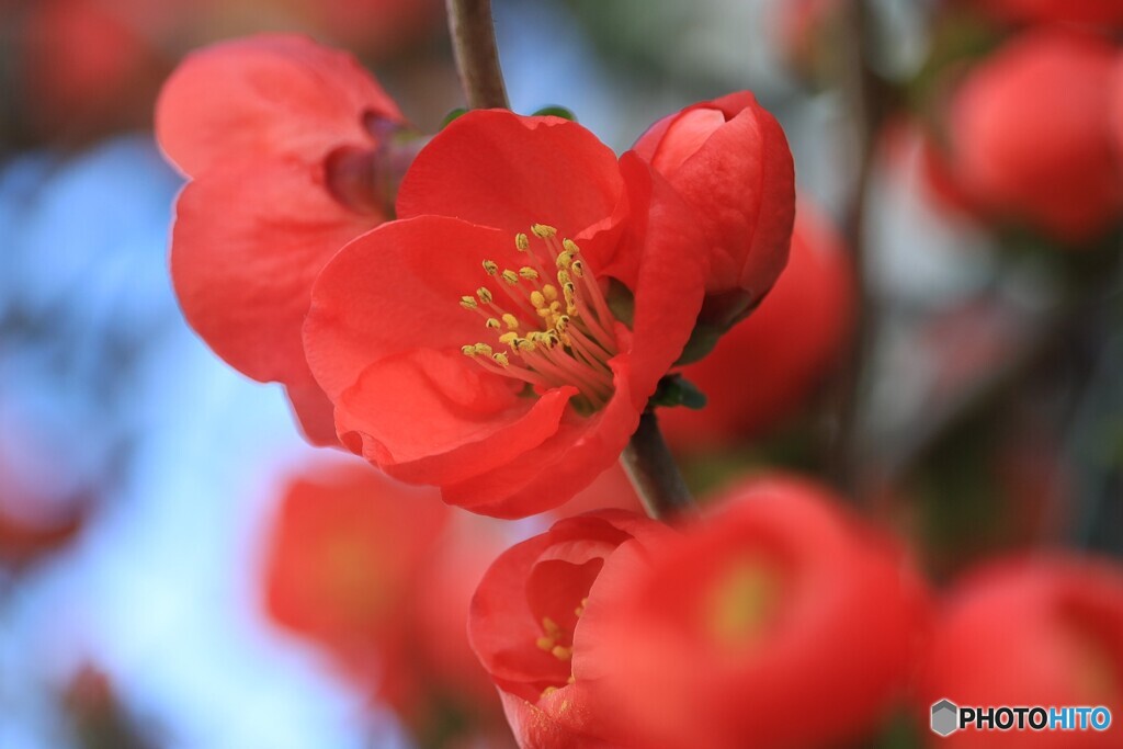 赤い木瓜の花Ⅱ