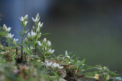 センブリの花