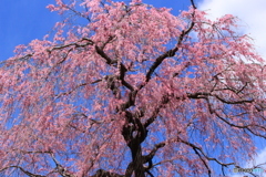 しだれの花のころ