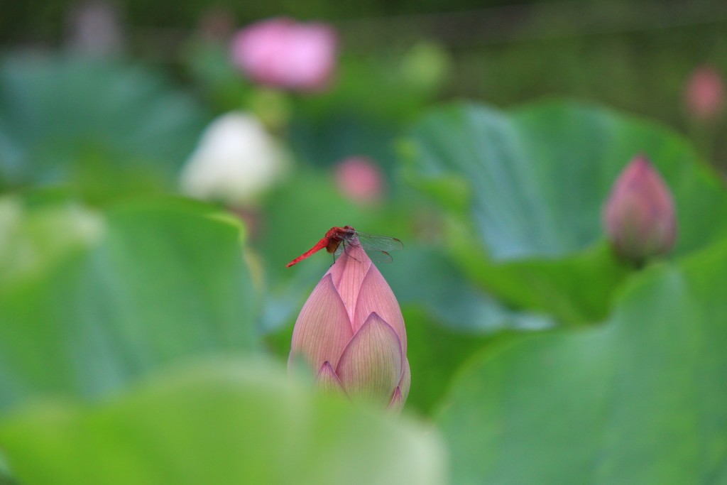 ヘブン By 福助ちゃん Id 写真共有サイト Photohito ヘブン By 福助ちゃん Id 写真共有サイト Photohito
