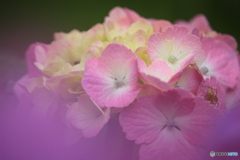 紫陽花