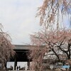 東郷寺の桜