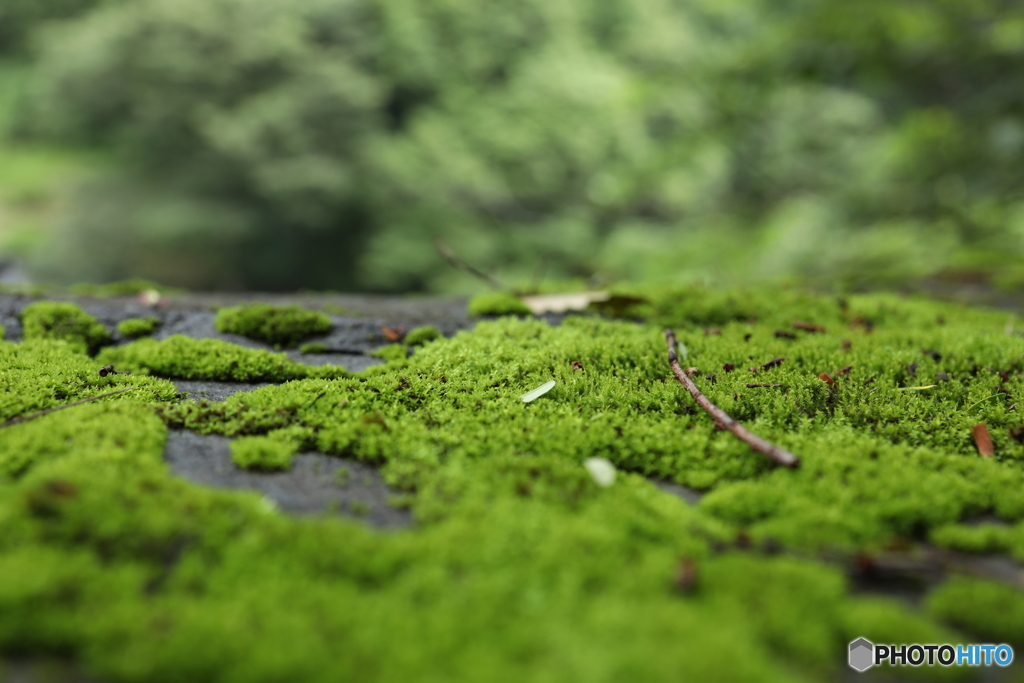 梅雨時は緑