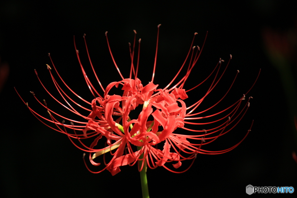 曼珠沙華