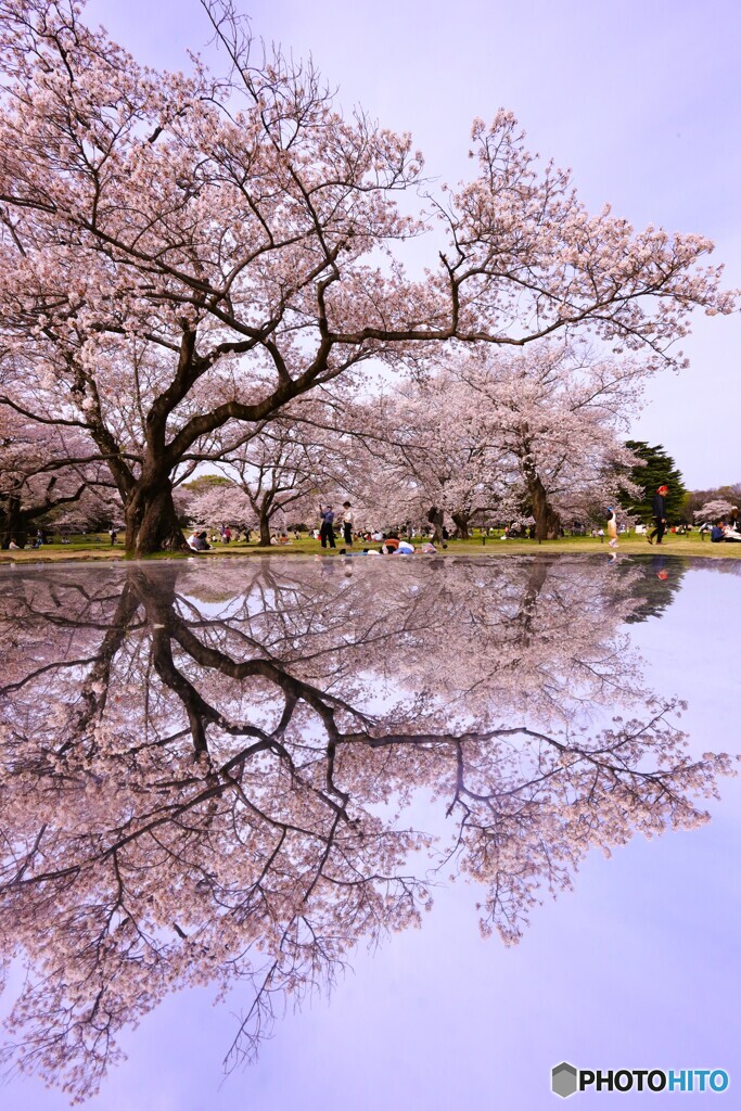 桜色リフレ