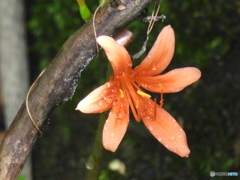 たった一輪の花