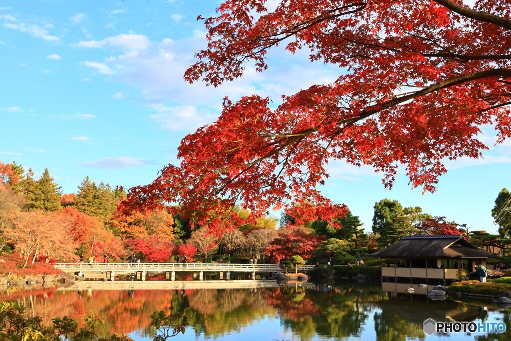 日本庭園の紅葉