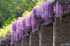 藤の香りに誘われて