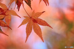 一葉によせて