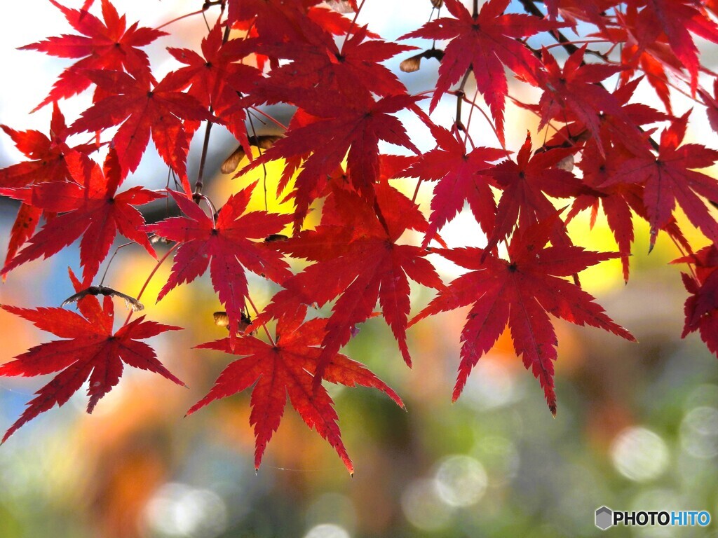  濃紅葉