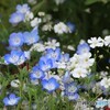  青と白の彩