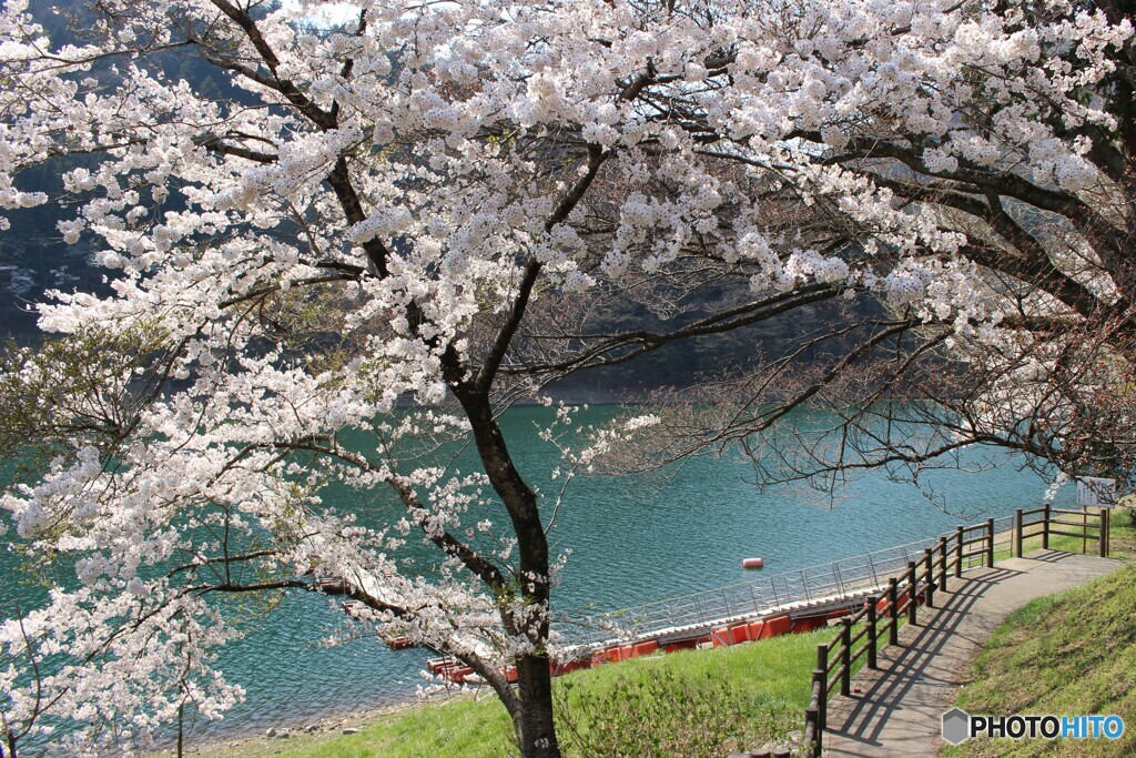 湖畔に咲く