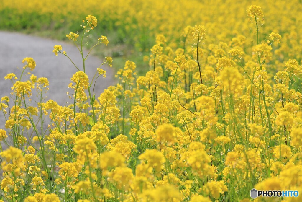 のびのびと