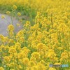 のびのびと