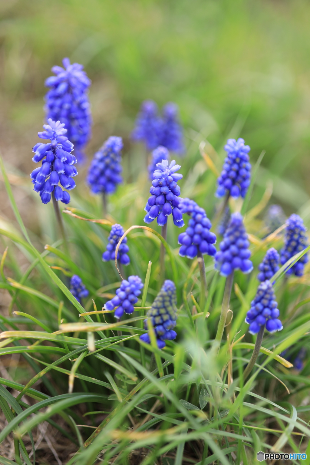 葡萄のような青紫色の花