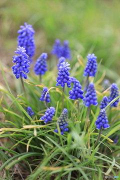 葡萄のような青紫色の花