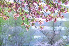 八重桜咲く