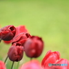 情熱の赤い花