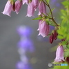  愛らしい花