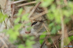 やぶにらみ
