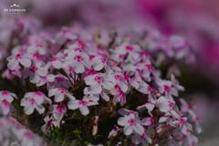 芝桜