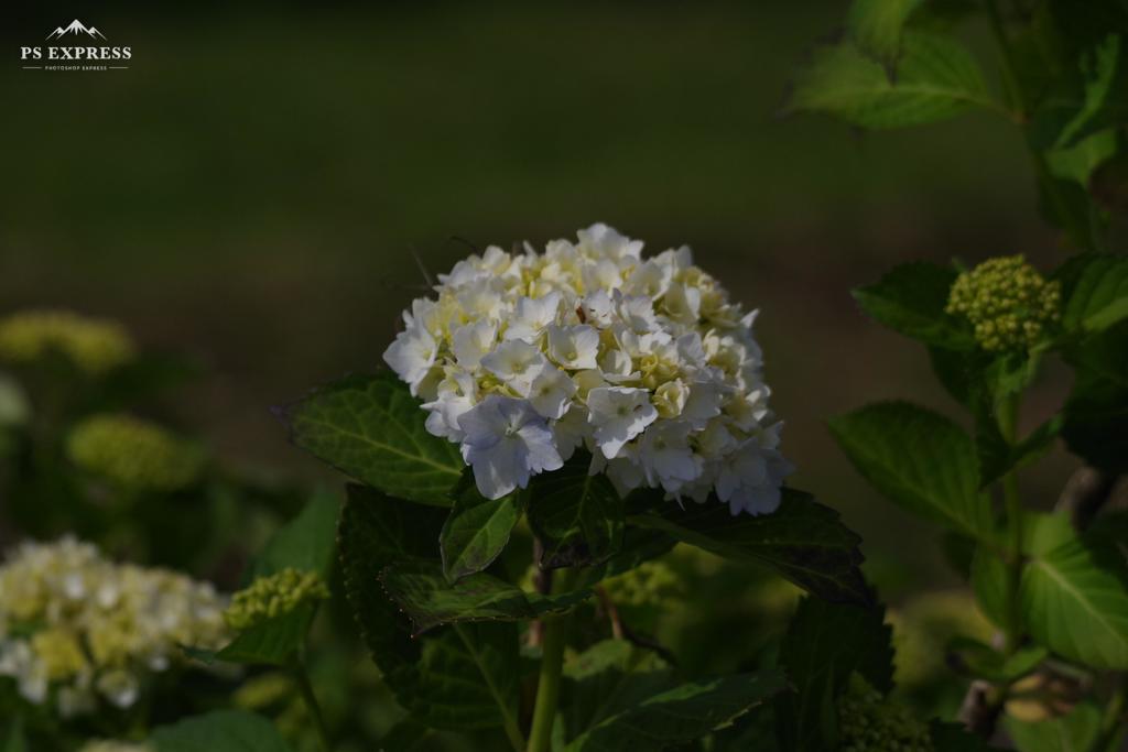 紫陽花