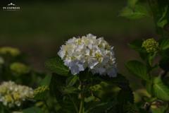 紫陽花